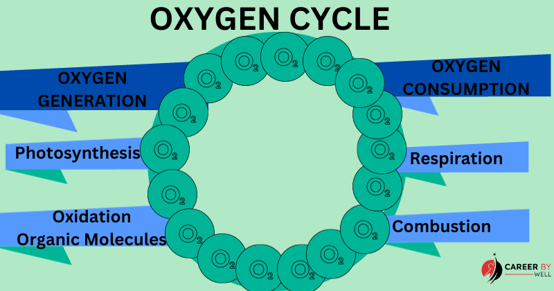 Oxygen Cycle – Stages And Importance