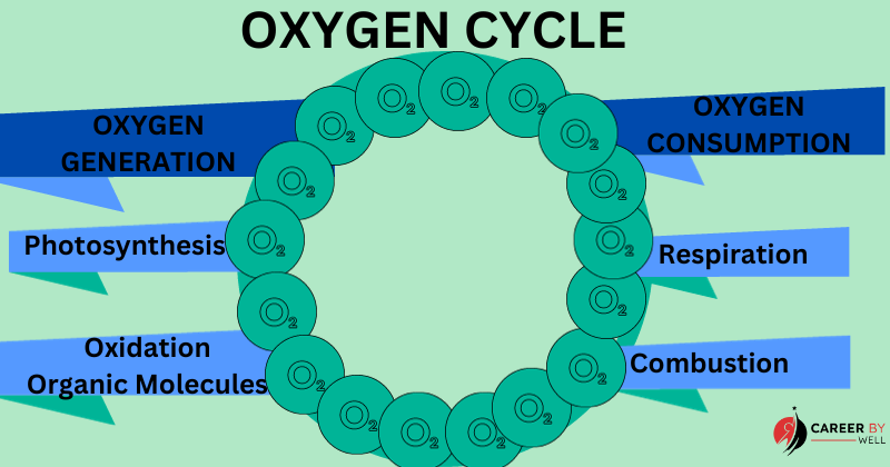 oxygen cycle