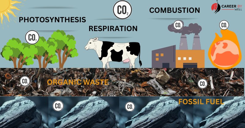 Carbon Cycle – Storage, Usage And Importance