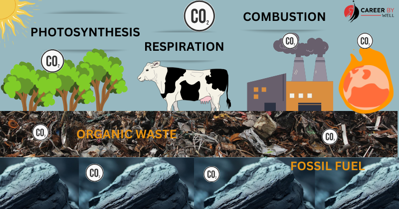 Carbon Cycle