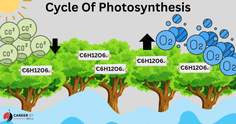 Photosynthesis Process, Stages, Types and Importance