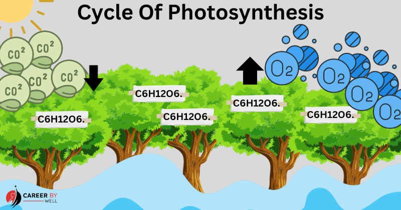 Photosynthesis Process