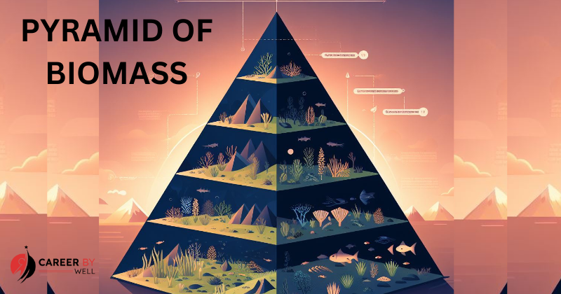 Ecological Pyramid – Types, Importance And Limitation