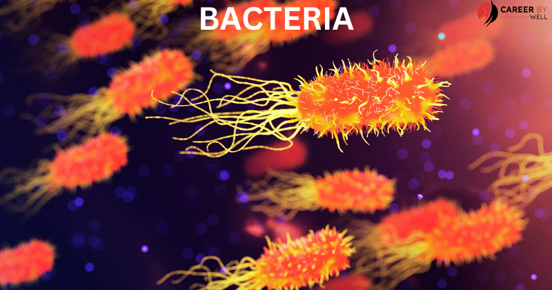 KIngdom Classifications of Living Organisms bacteria