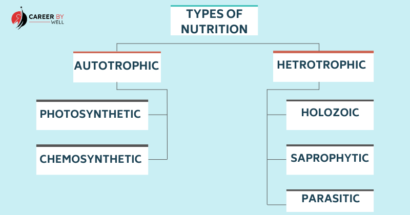 Types Of Nutrition