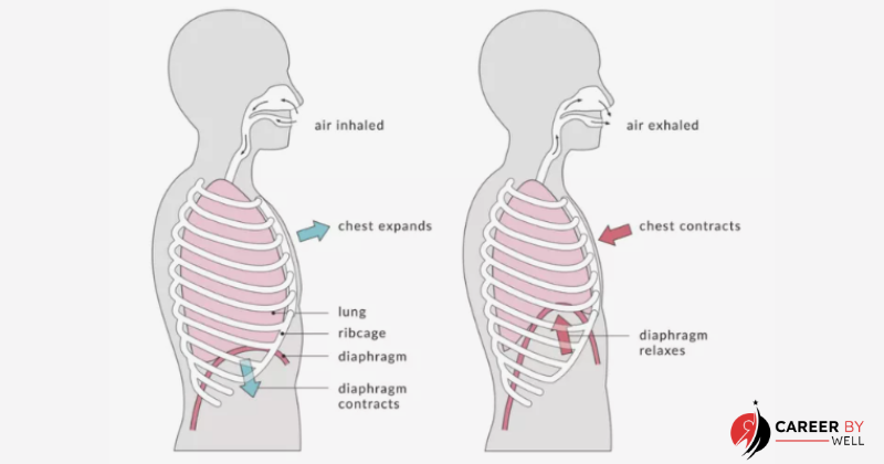 Types of Respiration