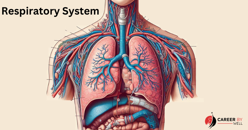 types of Cellular Respiration