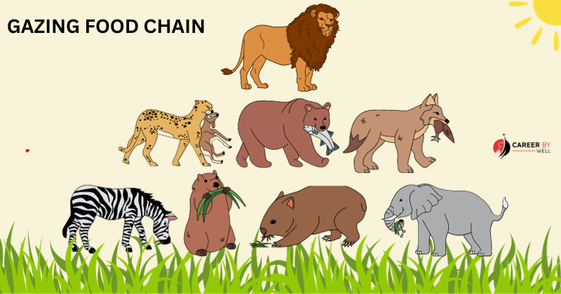 Types Of Food Chains