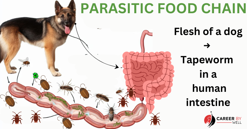 PARASITIC FOOD CHAIN