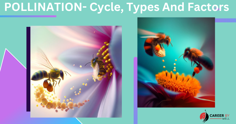 Types of Pollination –  Cycle, Factors and Importance